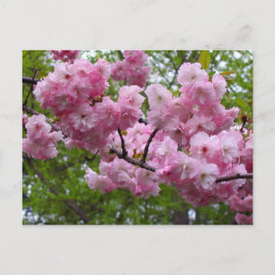 Cartão Postal Ramo da flor de cerejeira