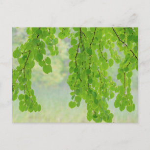 Cartão Postal Ramos de Árvore Katsura na Primavera   Seabeck, WA