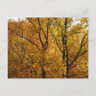 Cartão Postal Ramos de Folhas Amarelas Brilhantes Coloridos de O