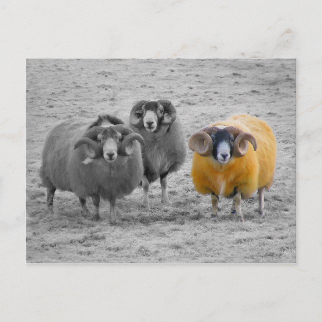 Cartão Postal Rams escoceses (Frente)