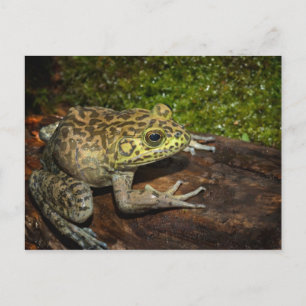 Cartão Postal Rana catesbeiana