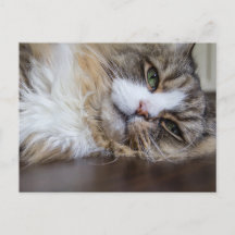 Rancho Ragamuffin Cat