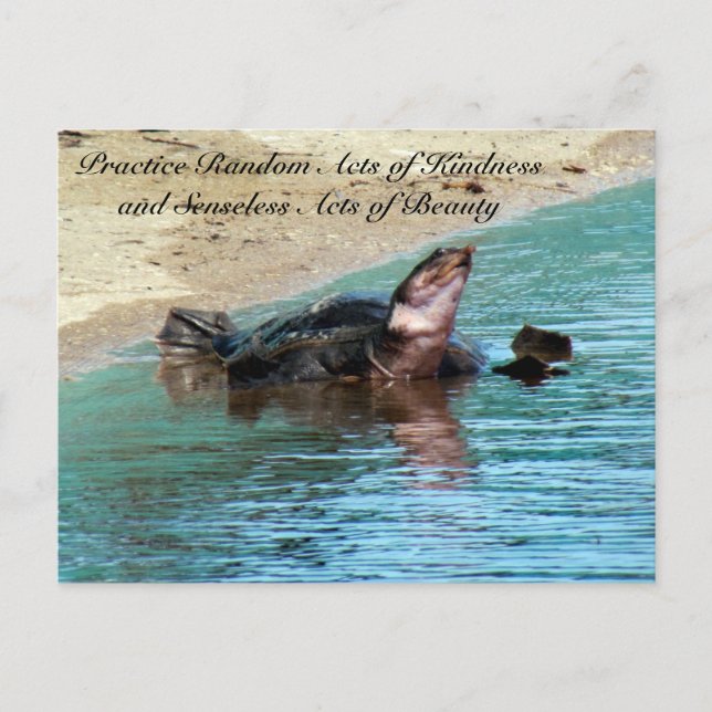 Cartão Postal Random Act of Kindess Postcard - Turtle Soft Shell (Frente)
