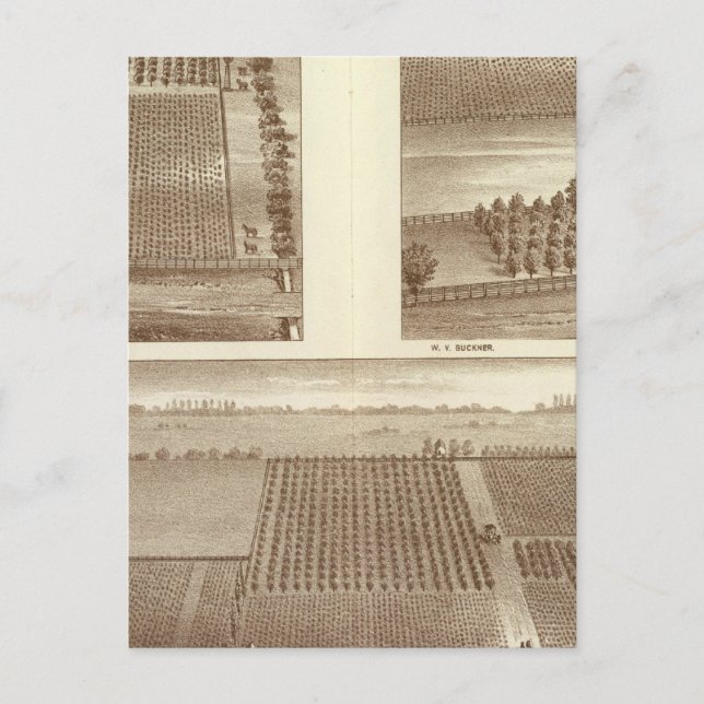 Cartão Postal Ranjas Lemoore (Frente)