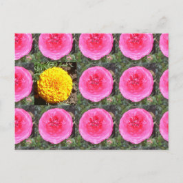 Cartão Postal Ranúnculo Rosa e Malmequer Francês Amarelo