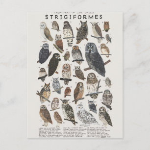 Cartão Postal Rapazes noturnos chouettes e hiboux