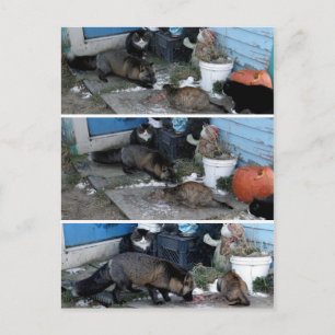 Cartão Postal Raposa Aleuta Roubando Caprino