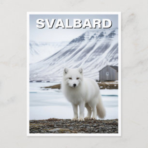 Cartão Postal Raposa Árctica em Svalbard Noruega