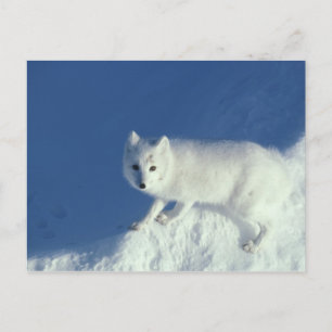 Cartão Postal Raposa ártica Alopex lagopus) Uma raposa ártica
