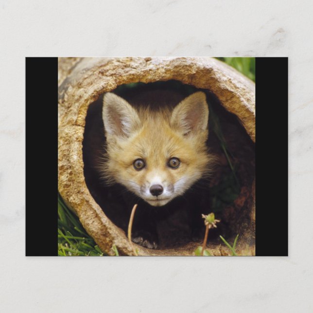 Cartão Postal Raposa Assustada (Frente)