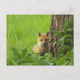 Cartão Postal Raposa-bebê branca em fotografia de primavera