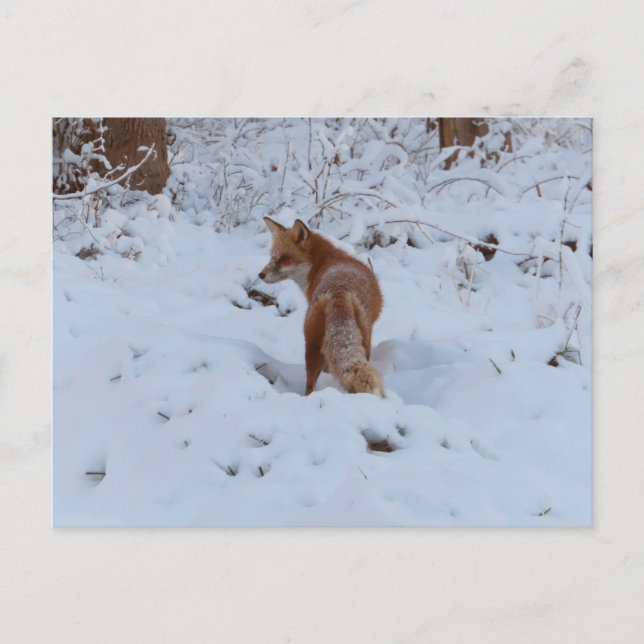 Cartão Postal Raposa de Inverno (Frente)