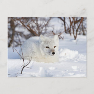 Cartão Postal Raposa-do-ártico no inverno