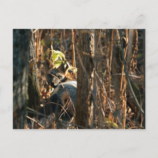 Cartão Postal raposa furtiva