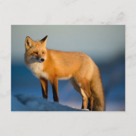 Cartão Postal Raposa Marrom