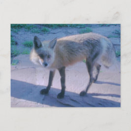 Cartão Postal Raposa no alpendre