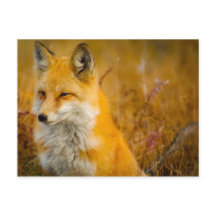 Raposa Selvagem na Floresta