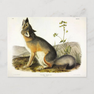 Cartão Postal Raposa Swift (Vulpes Velox) dos Quadrupeds de Audu