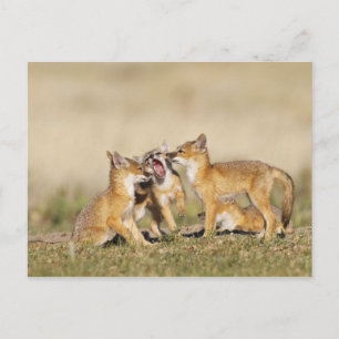 Cartão Postal Raposa Veloz (Vulpes macrotis) jovem na toca,
