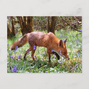 Cartão Postal Raposa Vermelha em Bosque de Jacintos Silvestres A