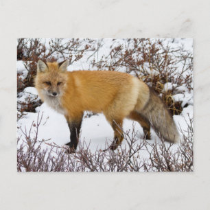 Cartão Postal Raposa Vermelha na neve no inverno