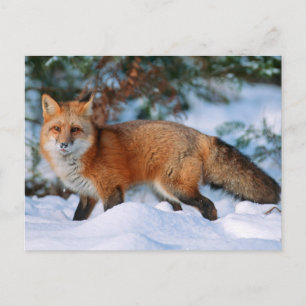 Cartão Postal Raposa Vermelha   Neve no Inverno, Montana