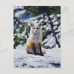 Cartão Postal Raposa Vermelha sentada no banco de neve, Vulpes,