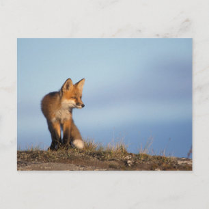 Cartão Postal raposa-vermelha, Vulpes vulpes