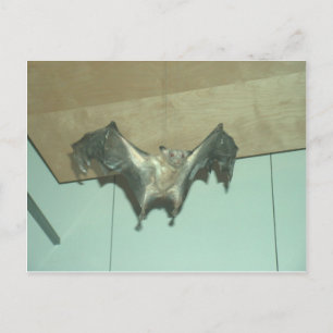 Cartão Postal "Raposa voadora" do Grande Bat