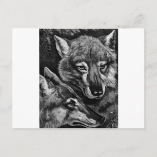 Cartão Postal Raposas / Lobos / Coiotes?