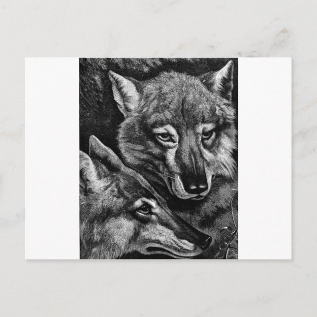Cartão Postal Raposas / Lobos / Coiotes? (Frente)