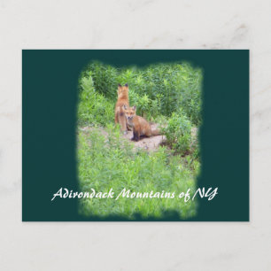 Cartão Postal Raposas, Montanhas Adirondack de NY