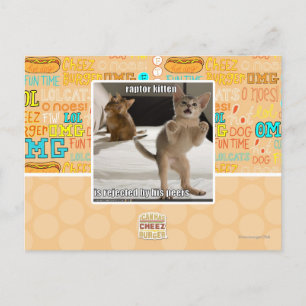 Cartão Postal Raptor Kitten