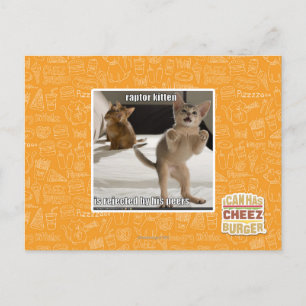 Cartão Postal Raptor Kitten