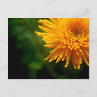 Cartão postal raramente bonito (mãe)