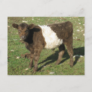 Cartão Postal Rare Dun Beled Calf Galloway