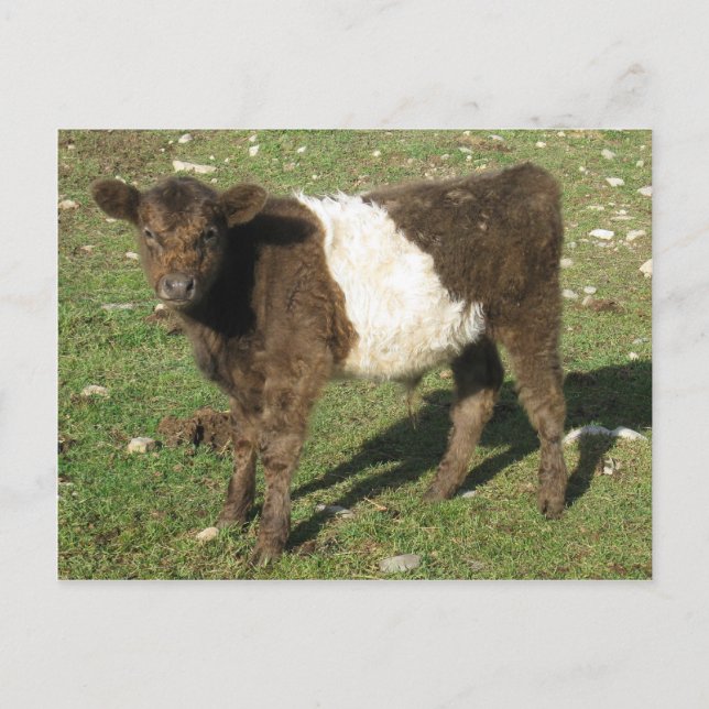 Cartão Postal Rare Dun Beled Calf Galloway (Frente)