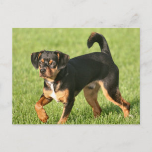 Cartão Postal Rascal