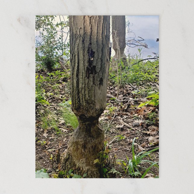 Cartão Postal Rastreio de castores do Metropark Oakwoods (Criador carregado)