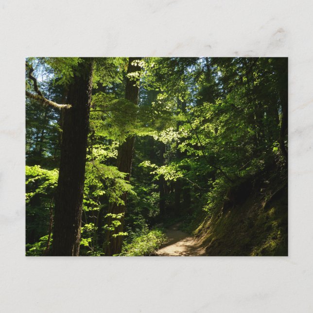 Cartão Postal Rastreio de Silver Falls (Frente)