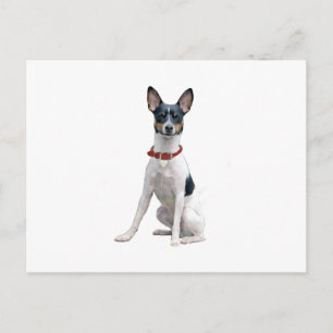 Cartão Postal Rat Terrier (A)
