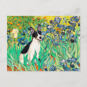 Cartão Postal Rat Terrier - Íris
