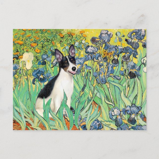 Cartão Postal Rat Terrier - Íris (Frente)