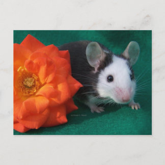 Cartão Postal Rato branco preto e rosa de chá laranja