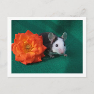 Cartão Postal Rato branco preto e rosa de chá laranja