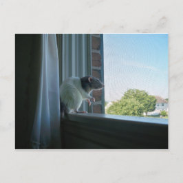 Cartão Postal Rato Contemplante