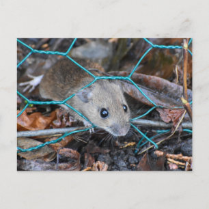 Cartão Postal Rato de madeira