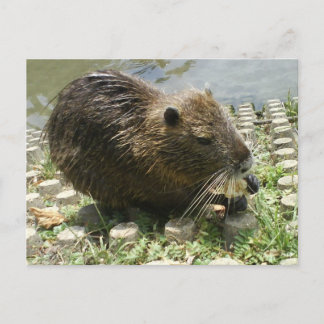 Cartão Postal "rato de nutrientes"