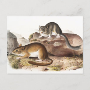 Cartão Postal Rato do Neotoma Montanha Rocky (Neotoma Drummondii