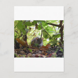 Cartão Postal Rato fluvial